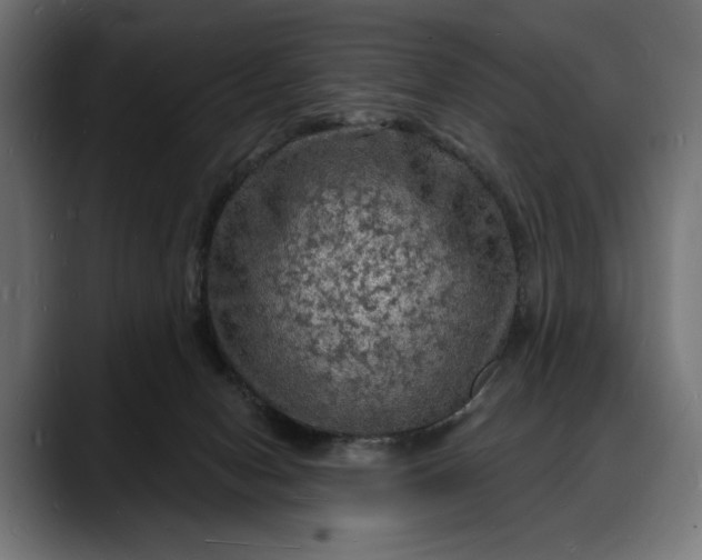 X0000088080078200705251417