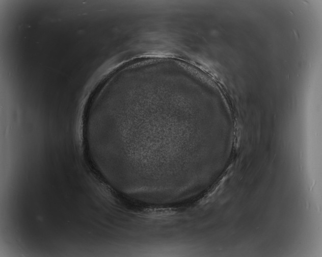 X0000088080296200705251414