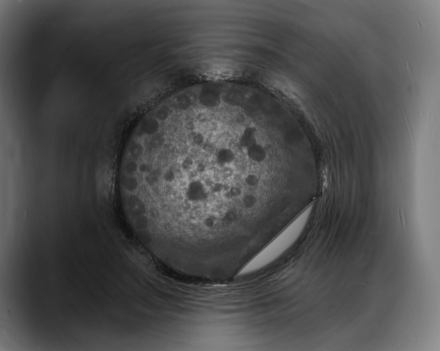 X0000088080499200705251411