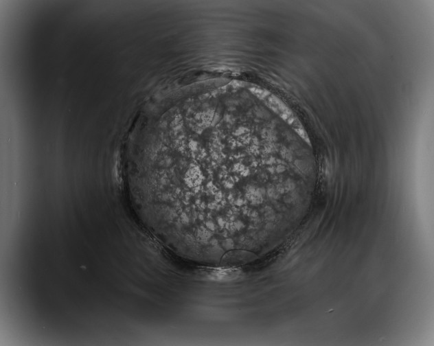 X0000088080663200705251409