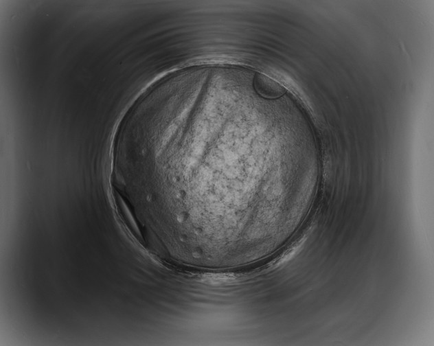 X0000088080844200705251407