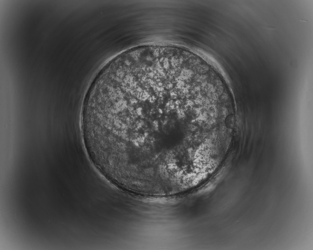 X0000088080855200705251407