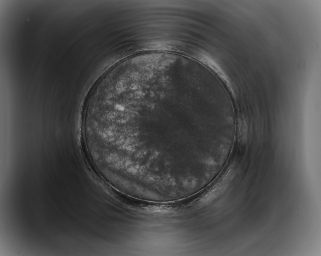 X0000088080994200705251405