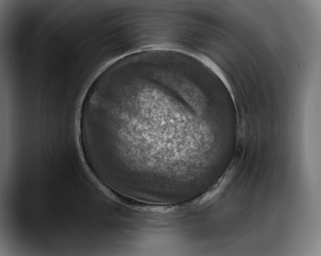 X0000088081005200705251404