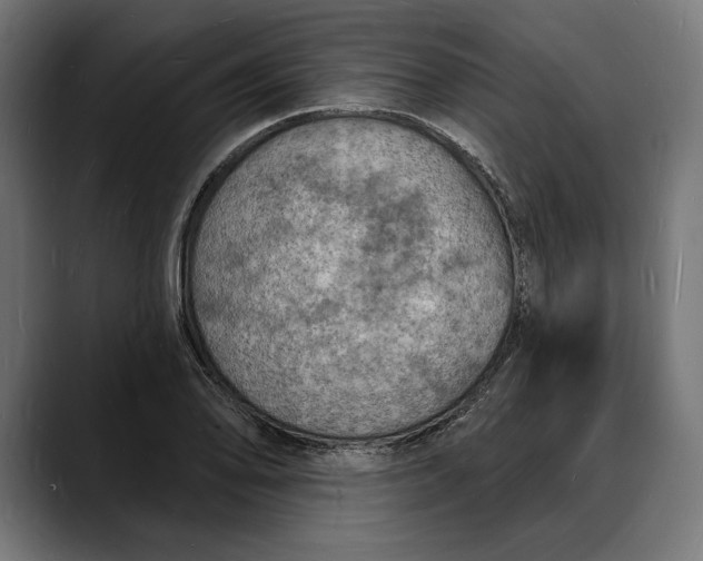 X0000088081078200705251403