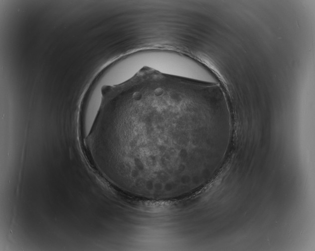 X0000088081079200705251403