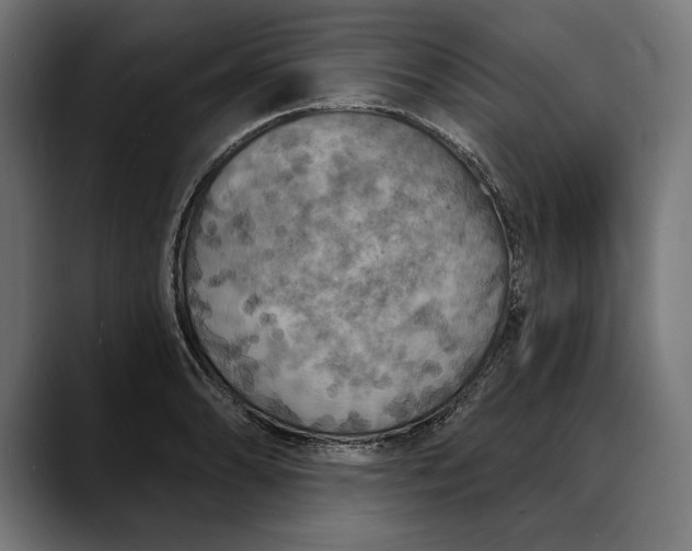 X0000088081086200705251403
