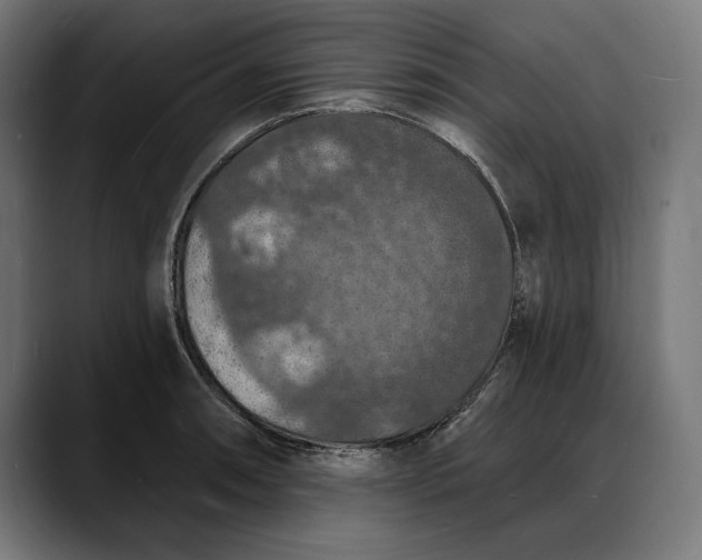 X0000088081090200705251403