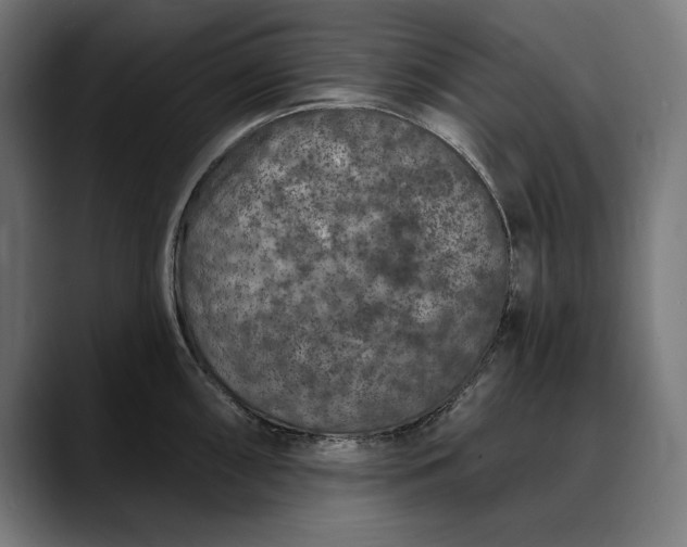 X0000088081098200705251403