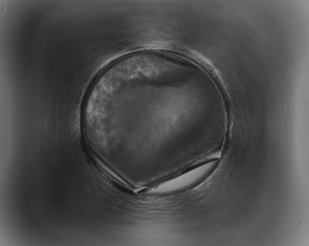 X0000088081174200705251402