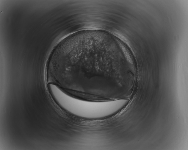 X0000088081179200705251402