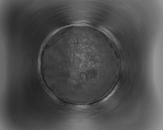 X0000088081196200705251402