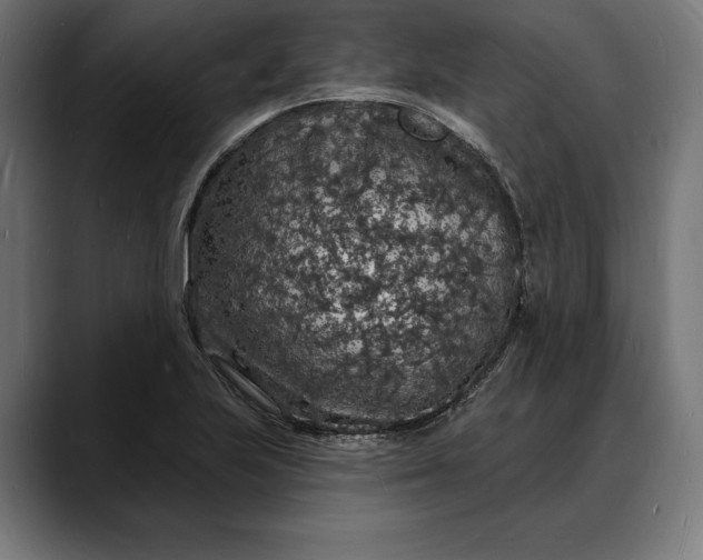 X0000088081223200705251402