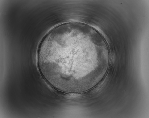 X0000088081294200705251401