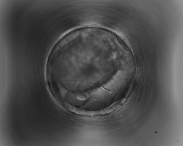 X0000088081295200705251401