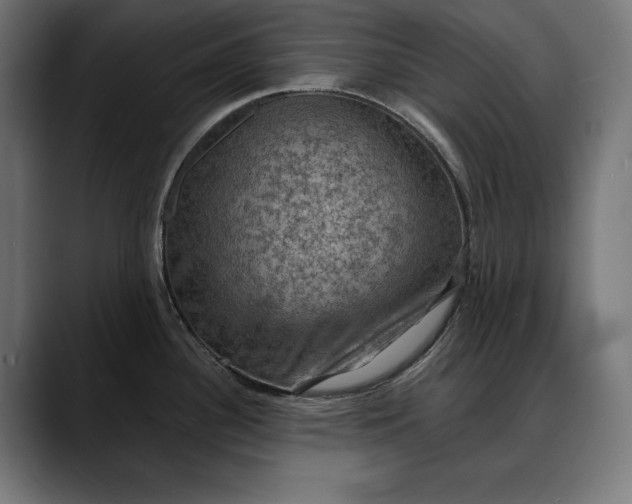 X0000088081340200705251401