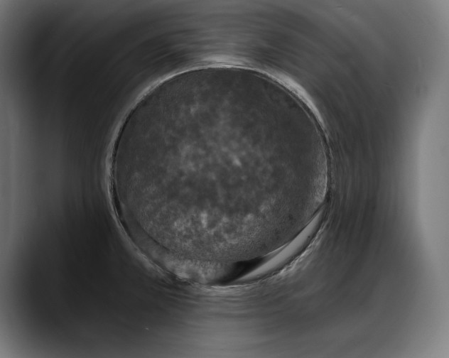 X0000088081381200705251359