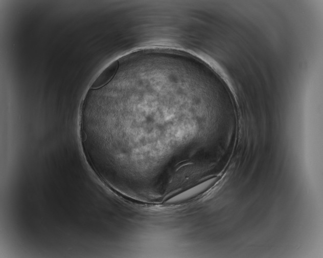 X0000088081390200705251359