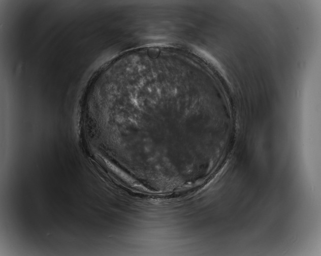 X0000088081411200705251359