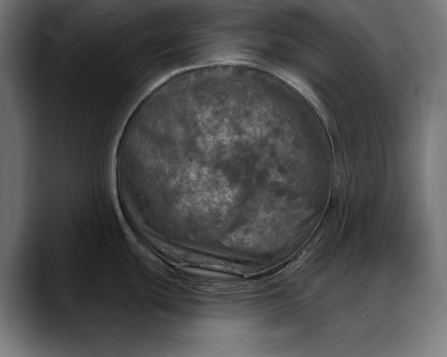 X0000088081439200705251359