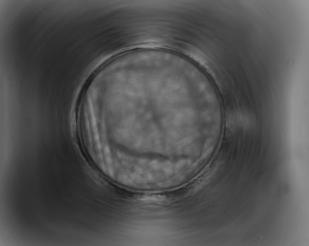 X0000088081466200705251358