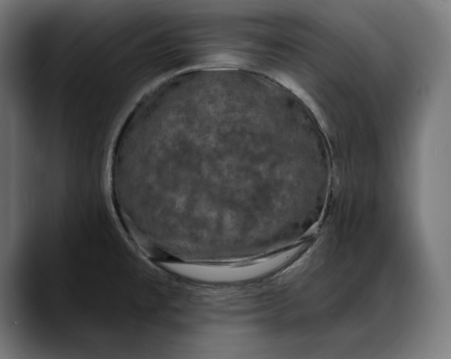 X0000088081477200705251358