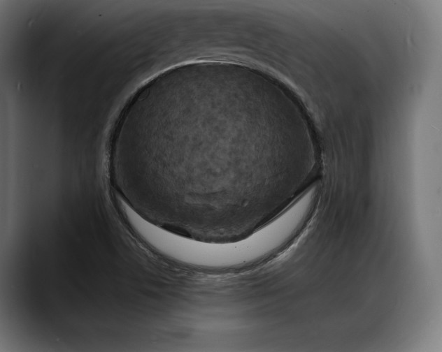 X0000088081506200705251358