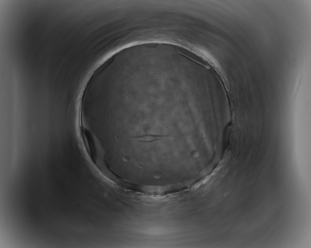 X0000088081528200705251358