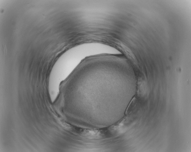 X0000088080329200706011545