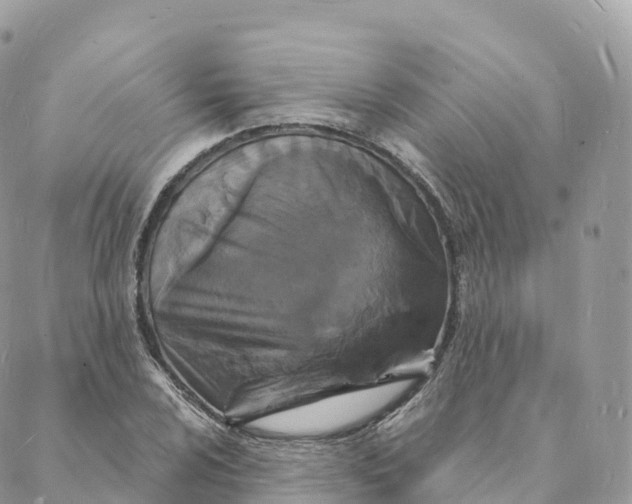 X0000088081024200706011533