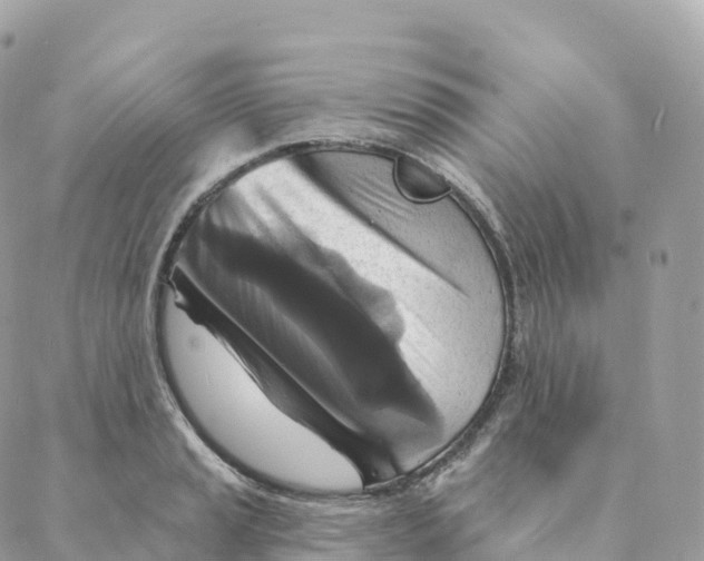 X0000088081037200706011533