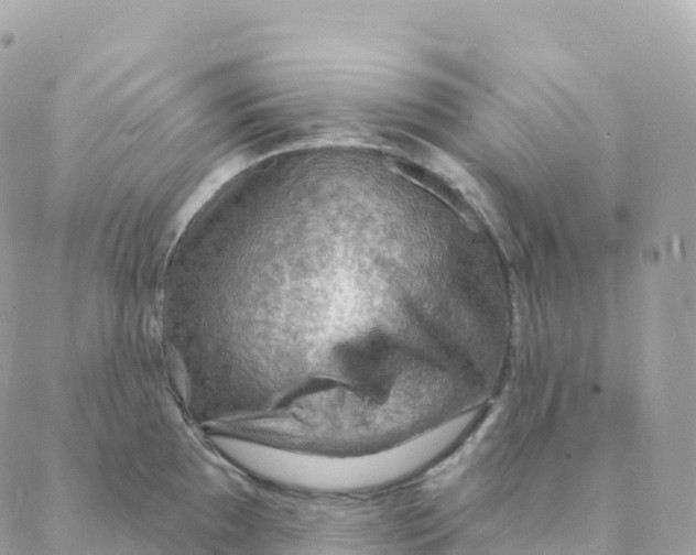X0000088081097200706011532