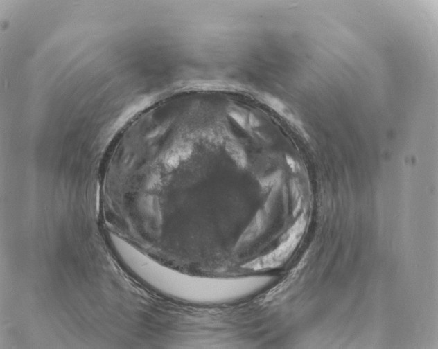 X0000088081221200706011530