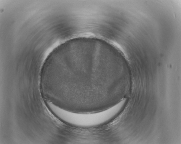 X0000088081326200706011529