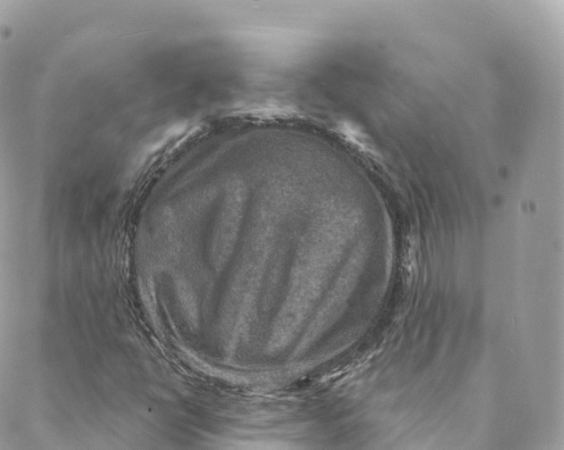 X0000088081398200706011527
