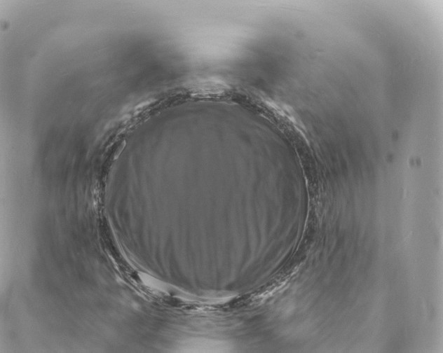 X0000088081445200706011527
