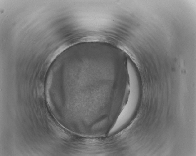 X0000088081465200706011526