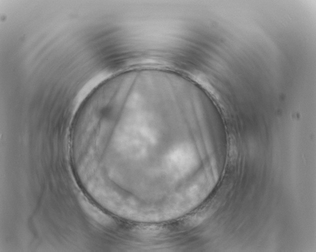 X0000088081474200706011526