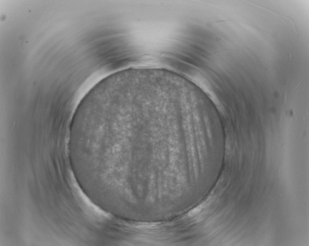 X0000088081484200706011526