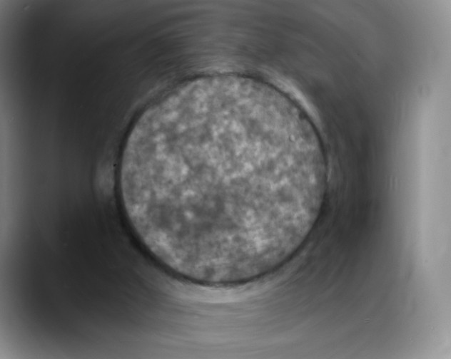 X0000088080010200706081739