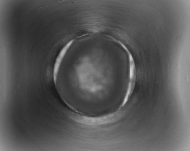 X0000088080043200706081738