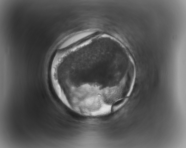 X0000088080055200706081738