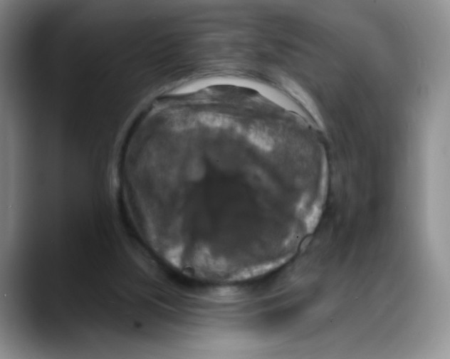 X0000088080059200706081738