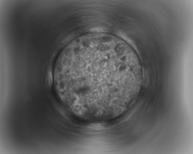 X0000088080061200706081738