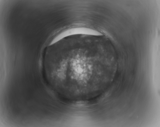 X0000088080064200706081738