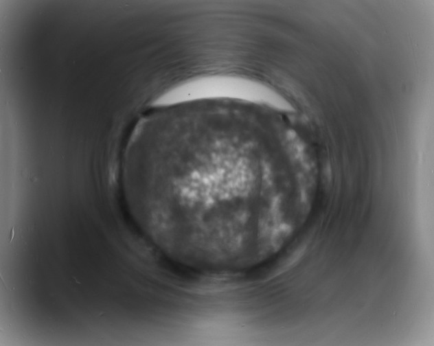 X0000088080072200706081738