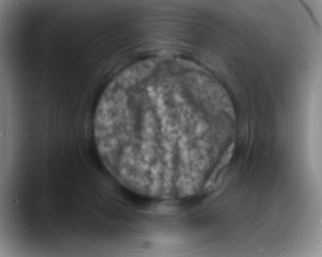 X0000088080078200706081738