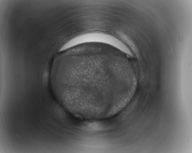 X0000088080113200706081737