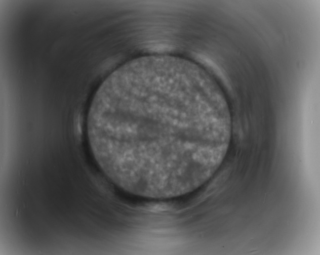 X0000088080115200706081737