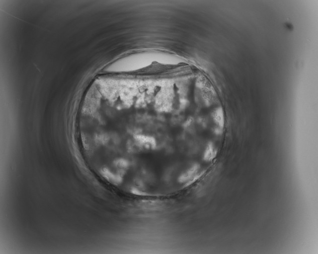 X0000088080145200706081736